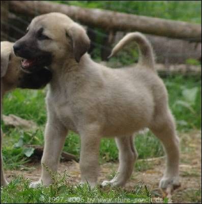 _____----kangal----_____ - 