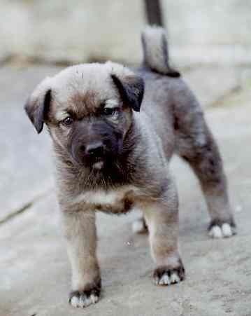 _____----kangal----_____ - 