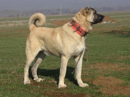 _____----kangal----_____ - 