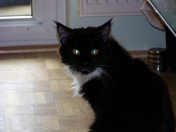 Jack die katze des monats oktober - 