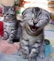 Crazy Cats - 