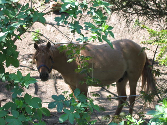 Meine Tiere - 