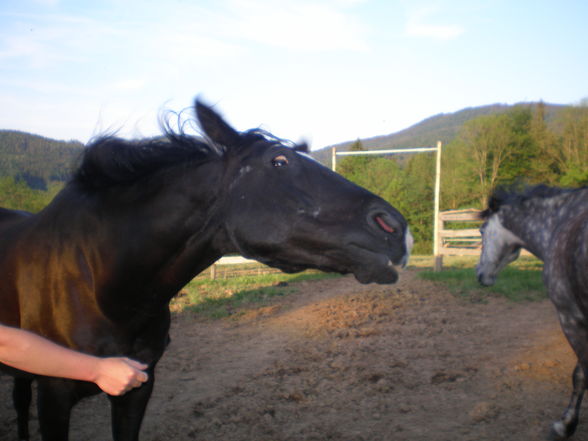 meine süssen!!!!!! - 