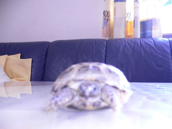 My Schildkröte ?? - 