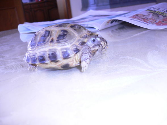 My Schildkröte ?? - 