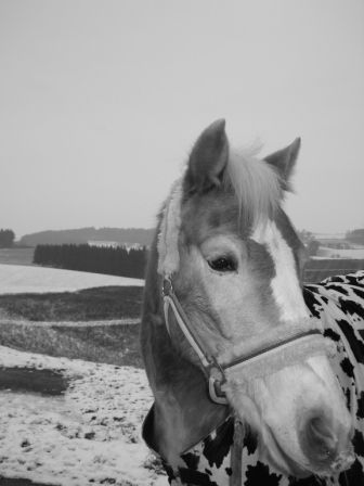 * * Wintergaudi * * - 