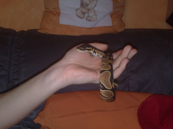 Meine Snakes - 