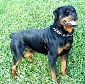 Rottweiler - 