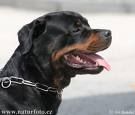 Rottweiler - 