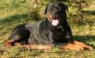 Rottweiler - 