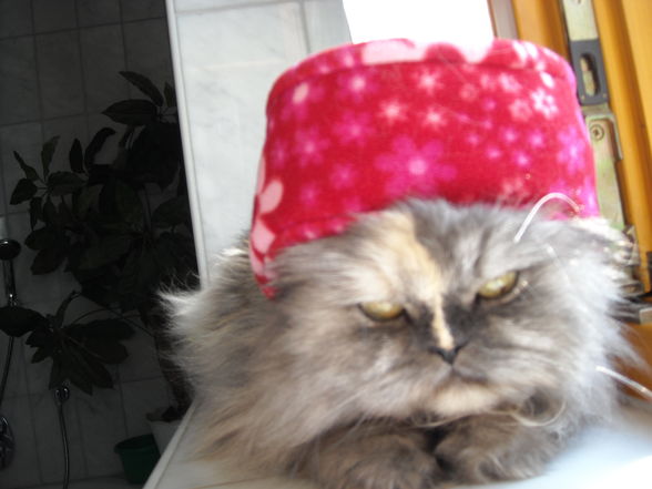 MyyY CaTt......2008/2009 - 