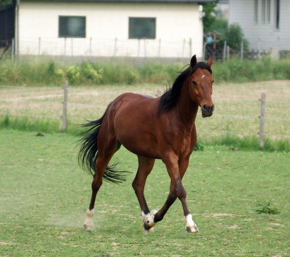 verschiedene Pferd - 