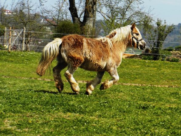 verschiedene Pferd - 