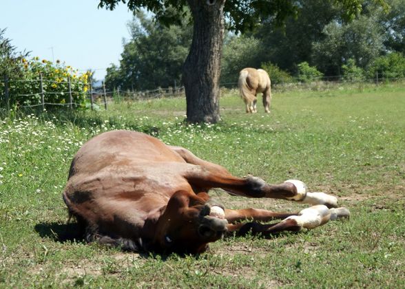 verschiedene Pferd - 