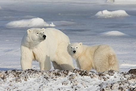 Großer und Kleiner Eisbär  - 