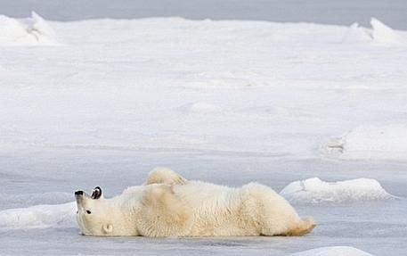 Großer und Kleiner Eisbär  - 