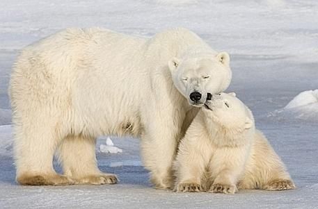 Großer und Kleiner Eisbär  - 