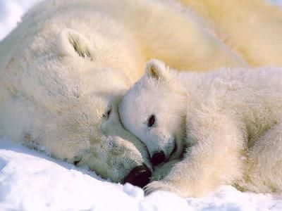 Großer und Kleiner Eisbär  - 