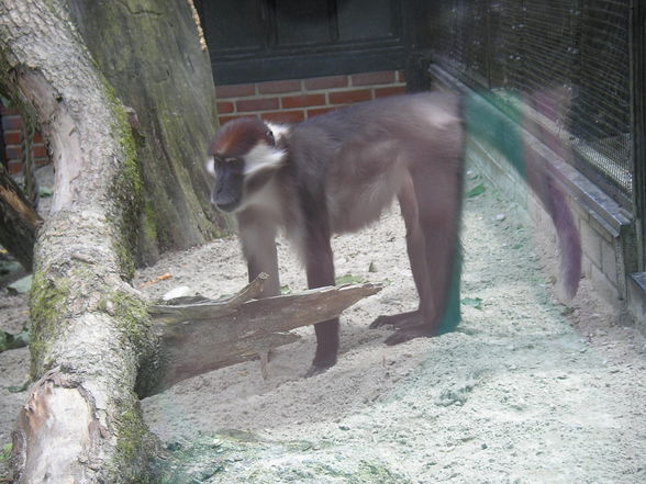 Tierpark Schmiding - 