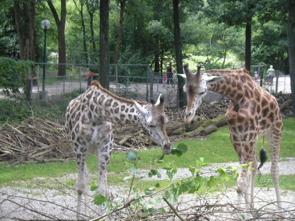 Tierpark Schmiding - 