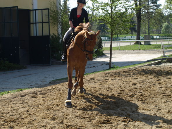 Reiten - 