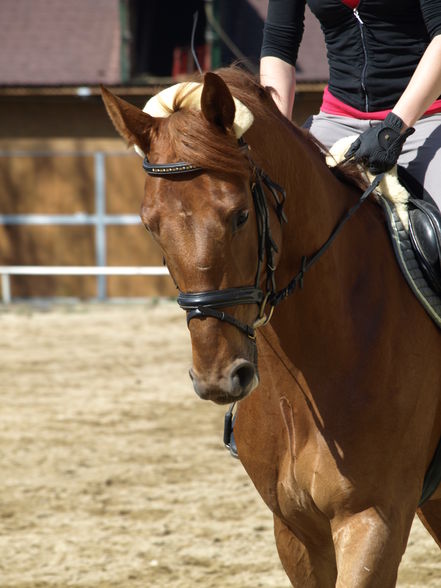 Reiten - 