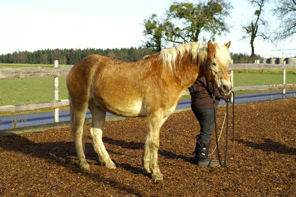 Training mit Rudi - 