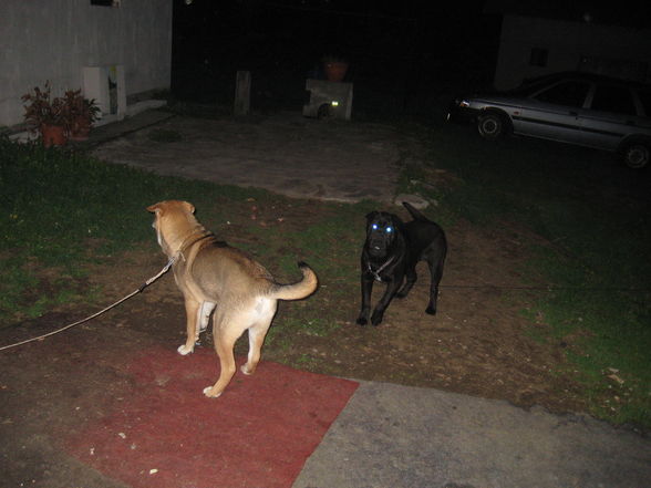 mY dOgs. x333 - 