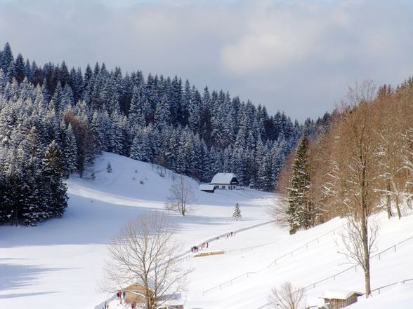 Schlitengaudi auf der Hochsteinalm - 