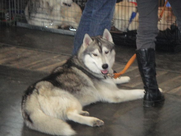 hundeshow wels 2009 - 