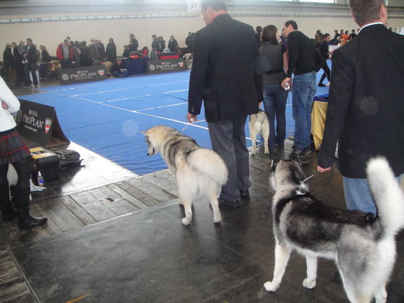 hundeshow wels 2009 - 