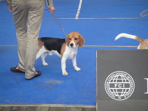 hundeshow wels 2009 - 