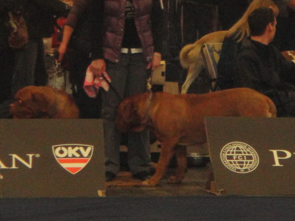 hundeshow wels 2009 - 