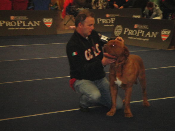 hundeshow wels 2009 - 