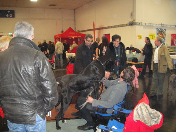 hundeshow wels 2009 - 