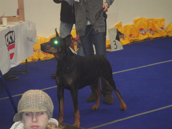 hundeshow wels 2009 - 