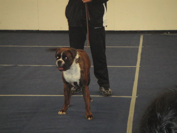 hundeshow wels 2009 - 