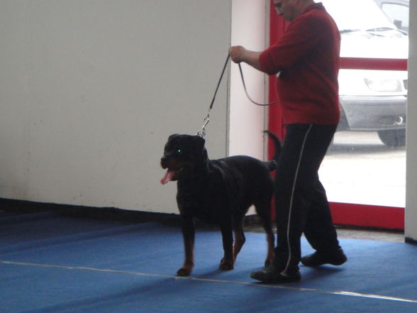 hundeshow wels 2009 - 