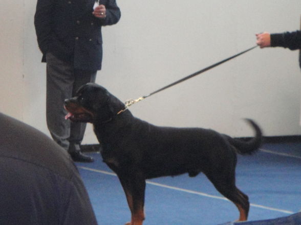 hundeshow wels 2009 - 