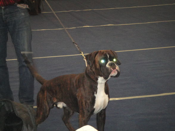 hundeshow wels 2009 - 