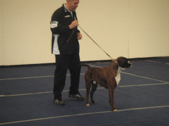 hundeshow wels 2009 - 