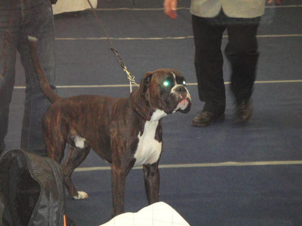 hundeshow wels 2009 - 