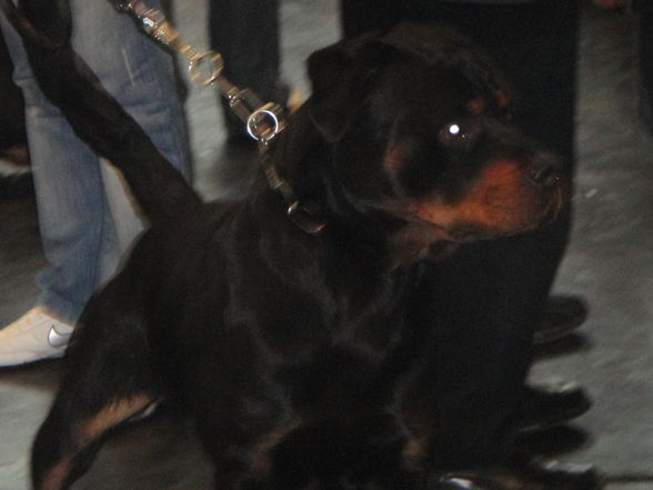 hundeshow wels 2009 - 