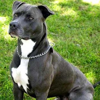 Pit Bull - 