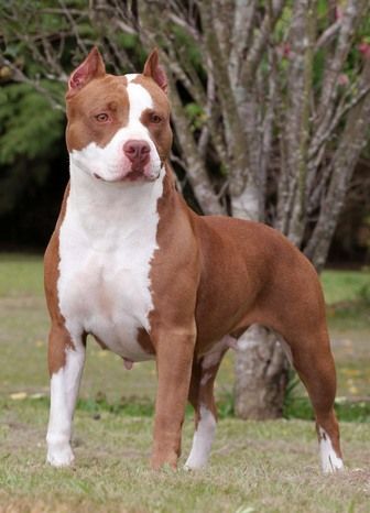 Pit Bull - 