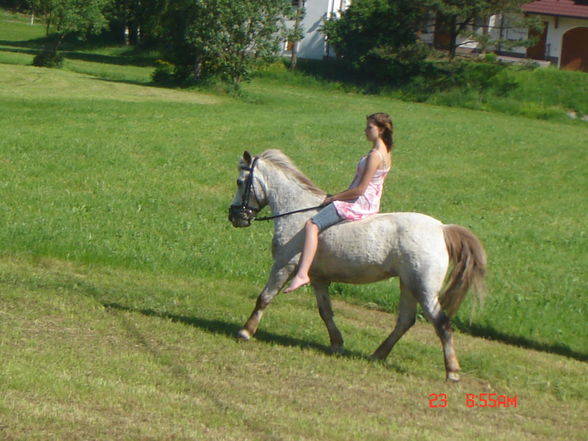 My horse Nelly - 