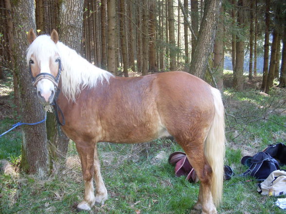 Mein 2tes geliebtes reitpferd, Simba - 