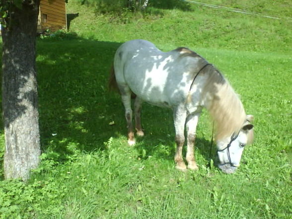 My horse Nelly - 