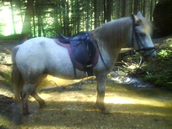 My horse Nelly - 