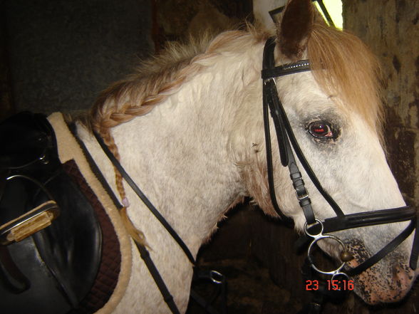 My horse Nelly - 